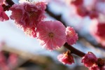 DSC01109.JPG